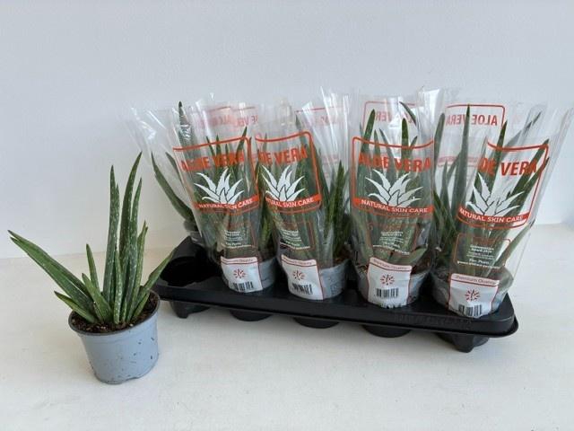 <h4>ALOE VERA</h4>