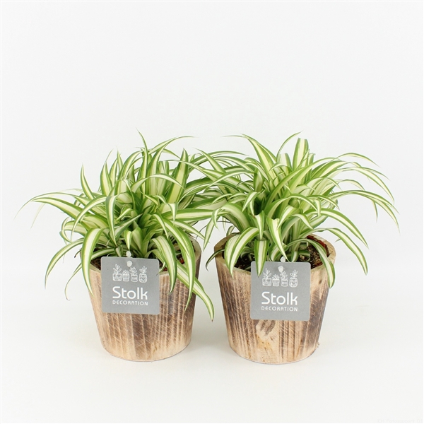 <h4>Chlorophytum comosum Variegatum in Wood bruin</h4>