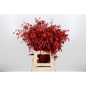 Chasmantium Kl Bh Rood