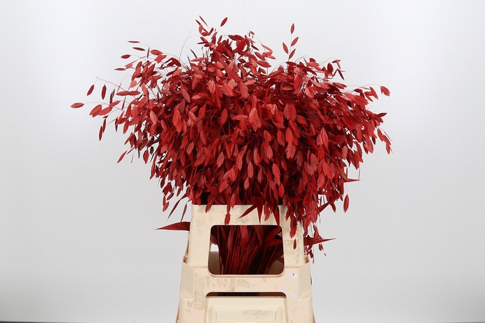 <h4>Chasmantium Kl Bh Rood</h4>