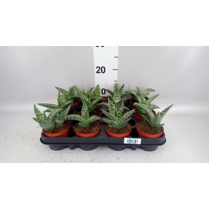 Aloe variegata