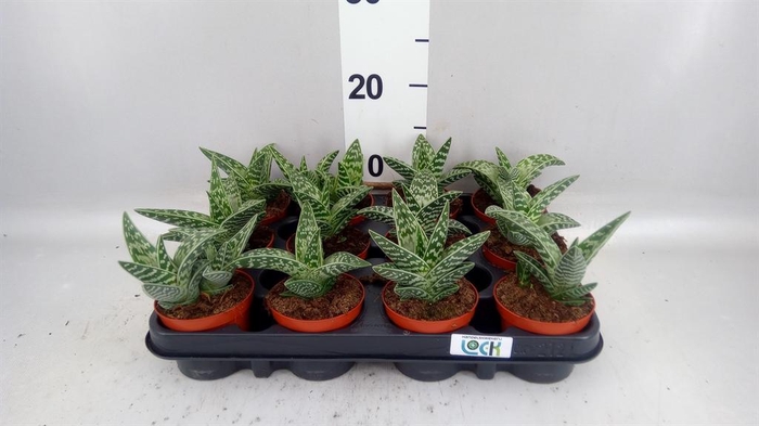 <h4>Aloe variegata</h4>
