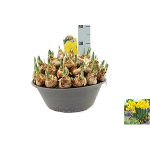 Narcissus Lucky Number