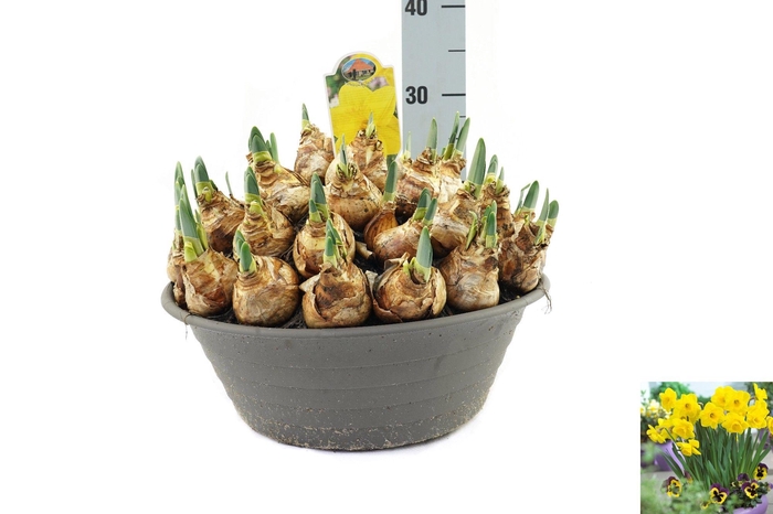 <h4>Narcissus Lucky Number</h4>