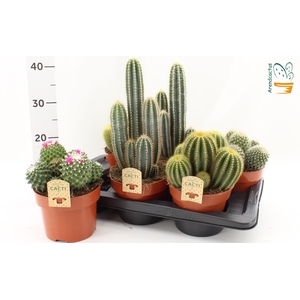 CACTUS GEM