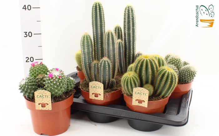 <h4>CACTUS GEM</h4>