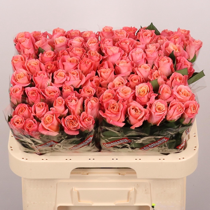 <h4>R GR MISS PIGGY+</h4>