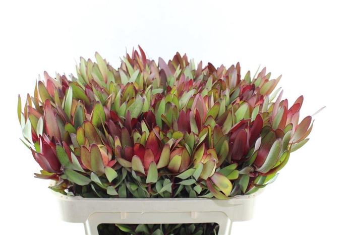 <h4>Leucad Saf Sunset</h4>