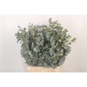 Euc Gunnii Per Bunch Gram 150 Gram