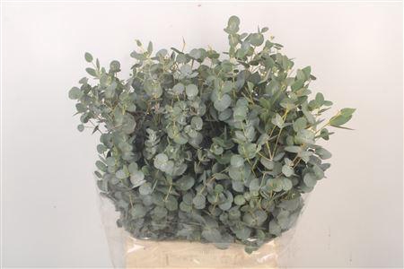 <h4>Euc Gunnii Per Bunch 150 Gram</h4>