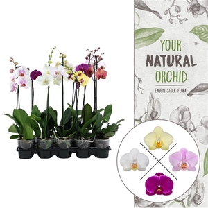 Your Natural Orchid | Mix 65cm | Phalaenopsis 1 spike