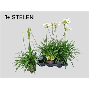 Agapanthus Pitchoune White