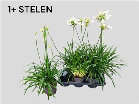 <h4>Agapanthus Pitchoune White</h4>