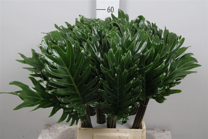 <h4>Philod Xanadu</h4>