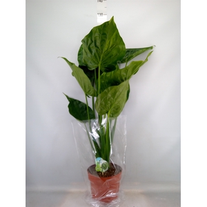 Alocasia cucullata