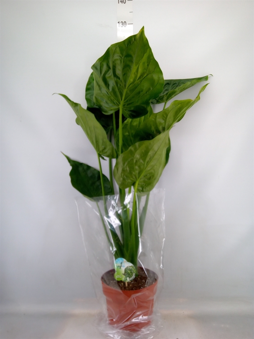 <h4>Alocasia cucullata</h4>