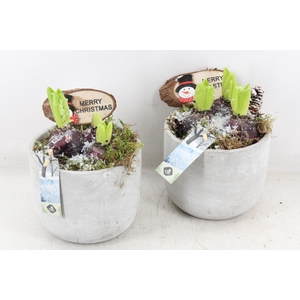 arr4 Hyacint JS - Cement pot grijs