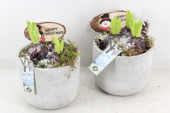 <h4>arr4 Hyacint JS - Cement pot grijs</h4>