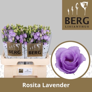 Lisianthus do rosita lavender