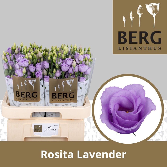 <h4>Lisianthus do rosita lavender</h4>