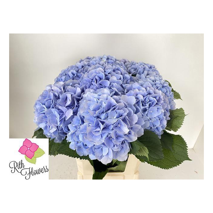 <h4>Hydr M Ch Verena Bl</h4>