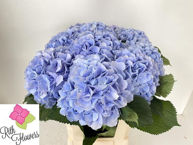 <h4>Hydr M Ch Verena Bl</h4>