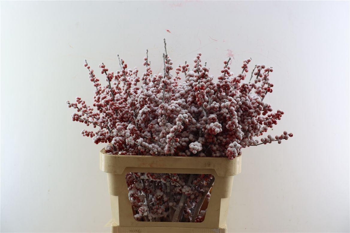 <h4>Ilex Snow Stem</h4>