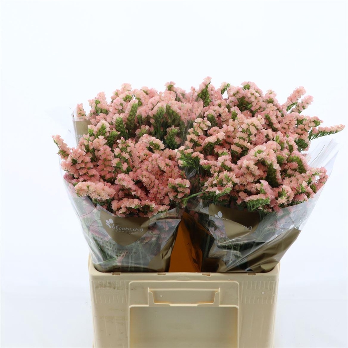 <h4>Statice Emma Peach+</h4>