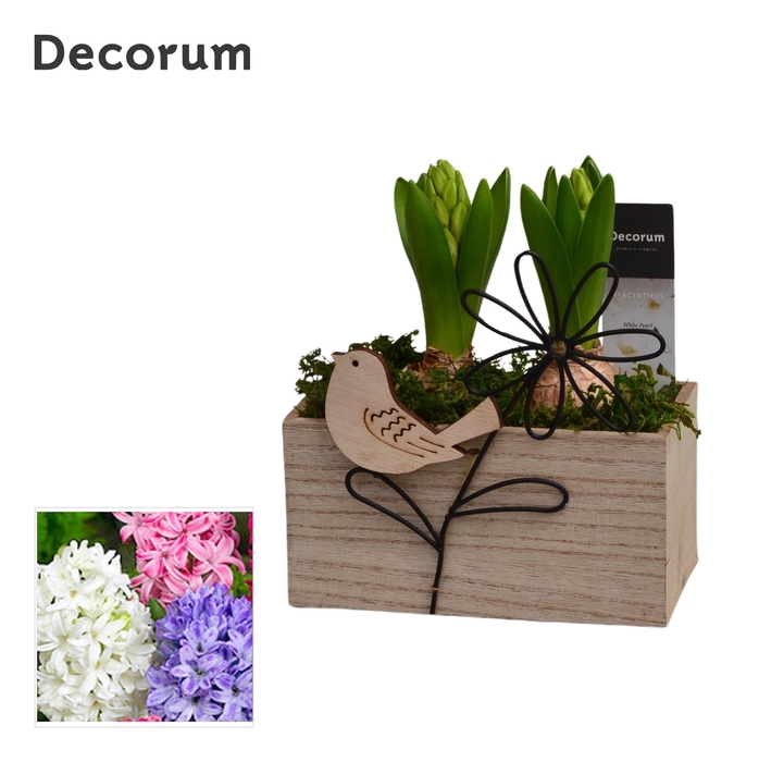 <h4>ARR HYACINTH</h4>