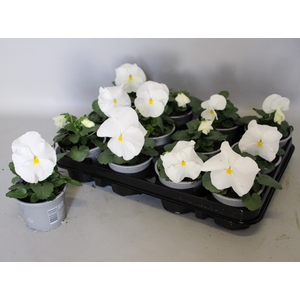 Viola wittrockiana F1 White