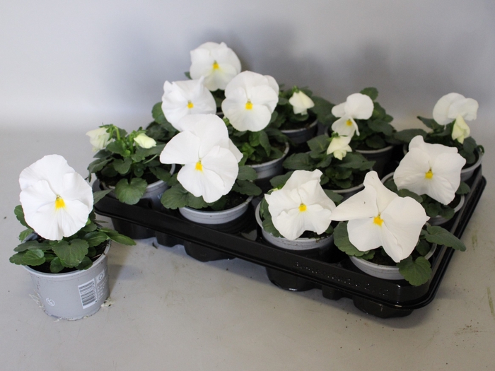 <h4>Viola wittrockiana F1 White</h4>