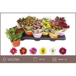 Chrysanthemum Indicum Grp Swifty gemengd
