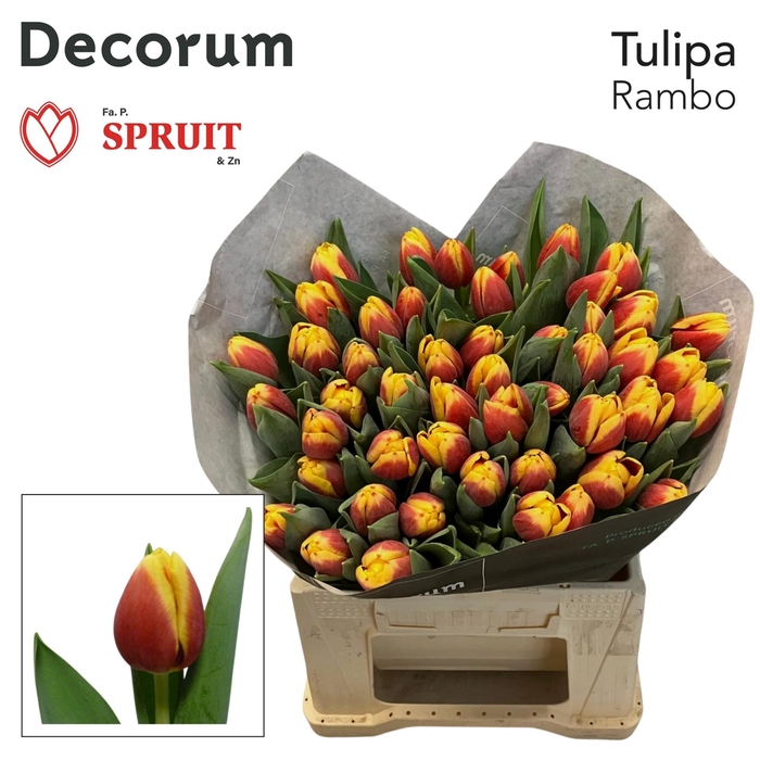 <h4>TU EN RAMBO</h4>