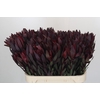Leucadendron Saf Sunset Dark R.