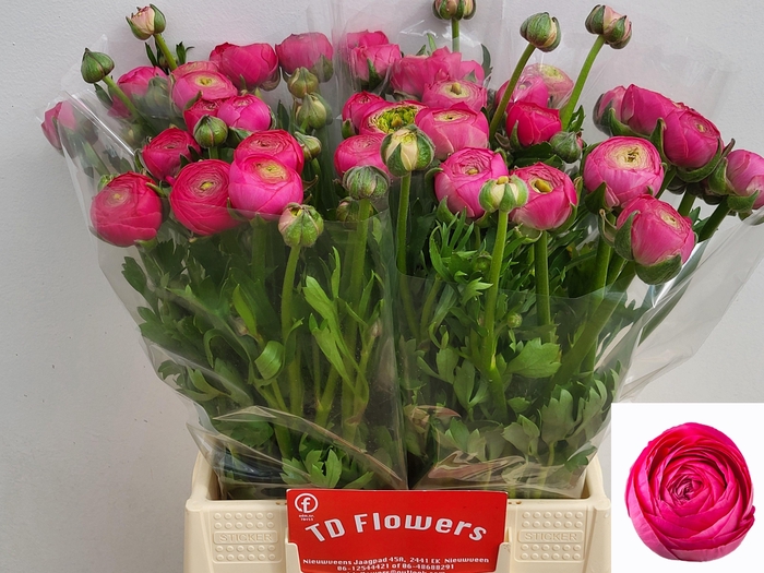 <h4>RAN AAZUR DEEP ROSE</h4>