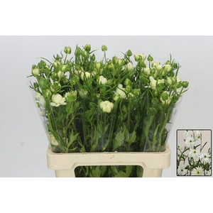 RAN N MODERNA GALAXY