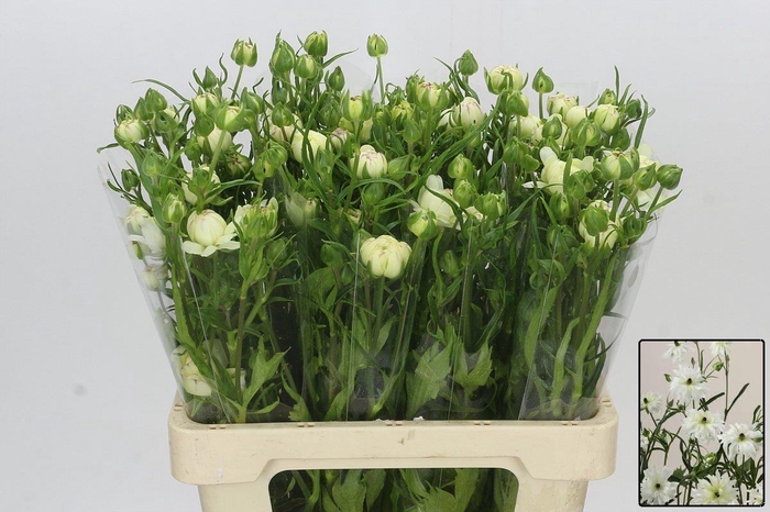 <h4>RAN N MODERNA GALAXY</h4>