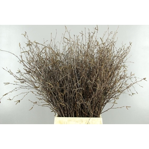 Betula Bs Natural+Vrucht