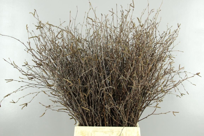 <h4>Betula Bs  Natural+Vrucht</h4>