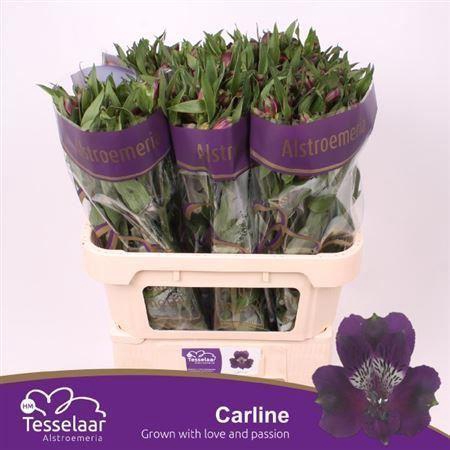<h4>Alstroemeria  'Carline'</h4>