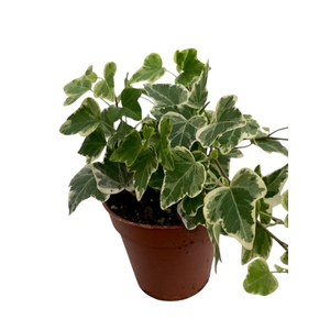 Hedera helix 'White Wonder'