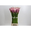 Zantedeschia Eydolls Purple Pink