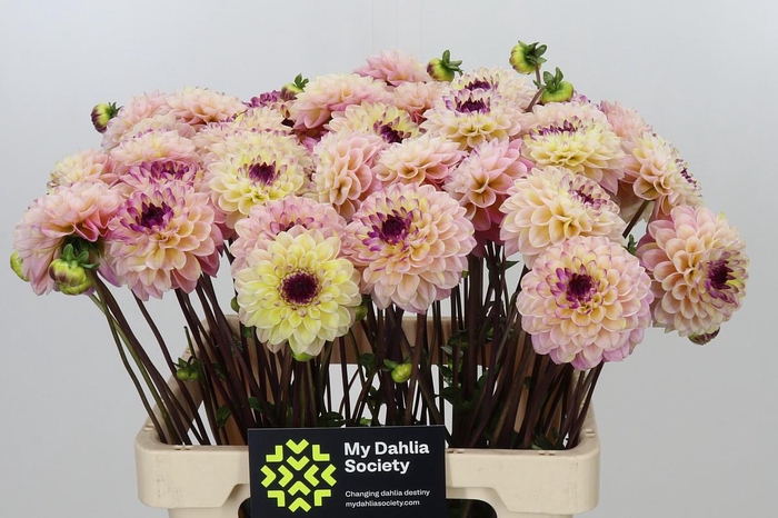 <h4>Dahlia Wine Eyed Jill</h4>
