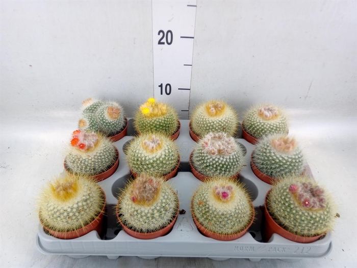 <h4>Parodia haselbergii</h4>