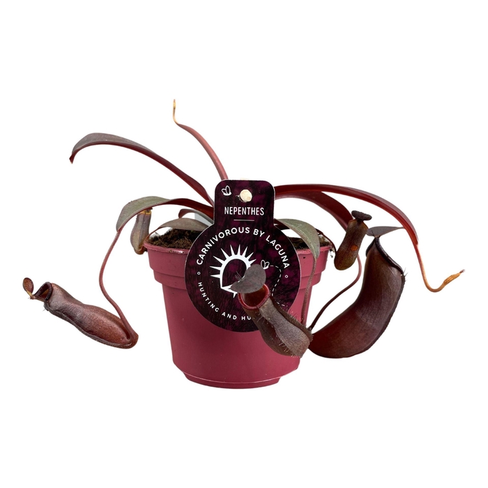 <h4>Nepenthes Rebecca</h4>
