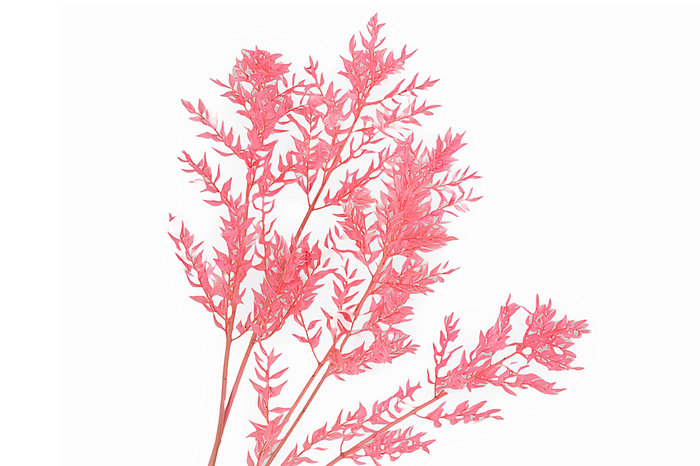 Ruscus Preserved Pink