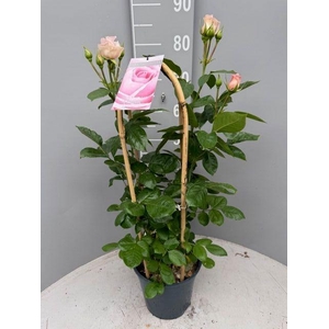 ROSA FL CLAS SELECT