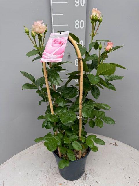 <h4>ROSA FL CLAS SELECT</h4>