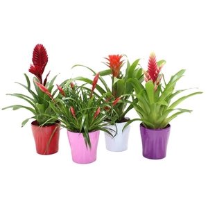 Bromelia overig gemengd 10 soorten