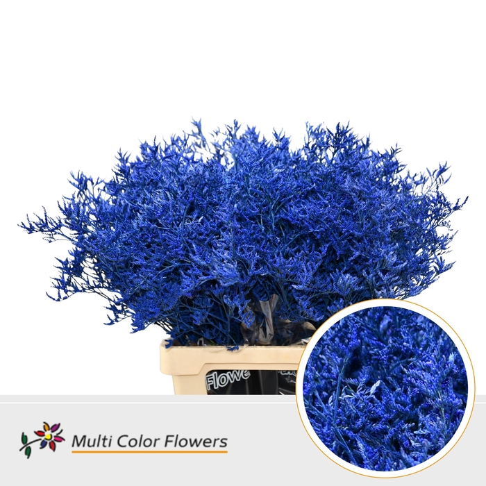 <h4>Limonium Blauw Donker</h4>